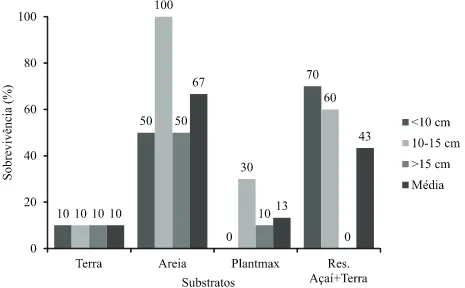 Figura 2 –  Sobrevivência de mudas de A. castaneifolia, aos 90 dias, em diferentes substratos e classes de alturas, transplantadas  da regeneração natural para o viveiro.