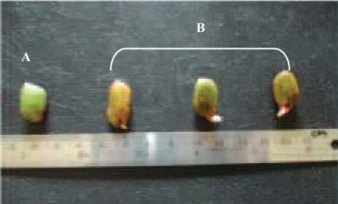 Figura 3 – Aspectos morfológicos do eixo embrionário de  Inga ingoides (Rich) Willd.:  vista com corte longitudinal da  semente (e: eixo embrionário curto; c: cotilédones; pr: plúmula  rudimentar, p: pilosidade).
