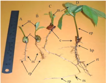 Figure 5 – Morphology of Inga ingoides (Rich) Willd seedling and  sapling: c - cotyledons, ep - epicotyl, hp - hipocotyl, m - metaphylls,  rp - primary roots, rs - secondary roots, rt - terciary roots.