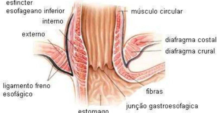Figura 1 –    Anatomia da junção esofagogástrica 