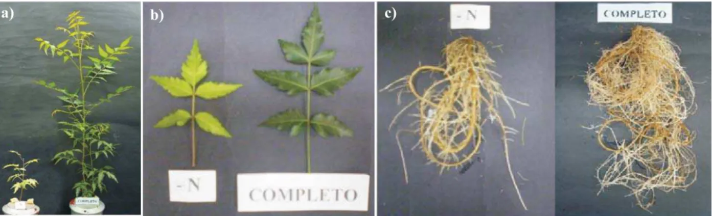 Figura 1 – Planta de nim submetida ao tratamento com omissão de nitrogênio comparada a uma cultivada em solução nutritiva  completa: a) parte aérea; b) folha e c) raízes.
