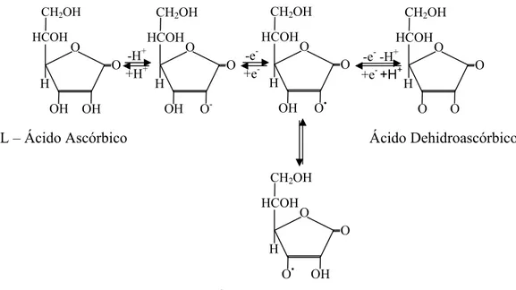 Figura 2 Componentes do sistema redox do ascorbato na celular vegetal. Ácido  ascórbico (ASA); Ácido dehidroascórbico (DHA); Ácido monodehidroascórbico  (MDHA)