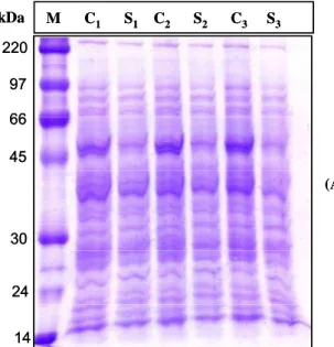 Figura 10 (A) SDS-PAGE e zimograma para (B) dismutases do superóxido e (C)  catalases de proteínas de folhas de plântulas de cajueiro cultivadas sob condições  controle (irrigadas) ou submetidas ao estresse hídrico durante 20 dias