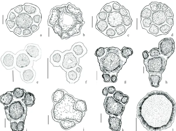 Figura 1 –  Ilustrações da secção transversal dos caules das lianas utilizadas da família Sapindaceae comercializadas em São Paulo  – SP