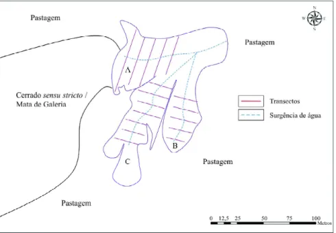 Figura  1  –  Mapa  mostrando  os  três  braços  (“A”,  “B”  e  “C”)  da  voçoroca  estudada  no  município  de  Itumirim,  MG,  Brasil, enfatizando a localização dos transectos analisados, a surgência de água e o entorno da área de estudo.