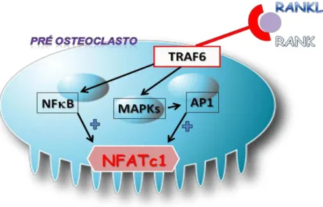 Figura  1  –   Vias  de  sinalização  intracelulares  responsáveis  pela  ativação  do  fator  nuclear  de  ativação  de  células  T  citoplasmático 1 (NFATc1) em osteoclastos