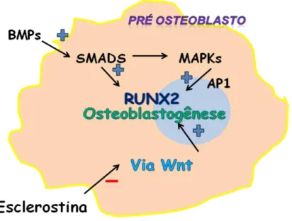 Figura 2  –  Vias de sinalização intracelulares relacionadas à ativação de osteoblastos