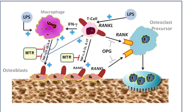 Figure 5. During an inflammatory process, activated macrophages release inflammatory mediators such as TNF-