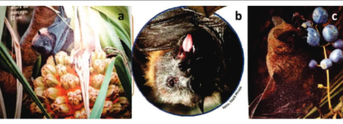 Figura 2. Representações em livros didáticos de morcegos considerados carismáticos