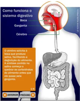 Figura 3. Como funciona o Sistema digestivo?