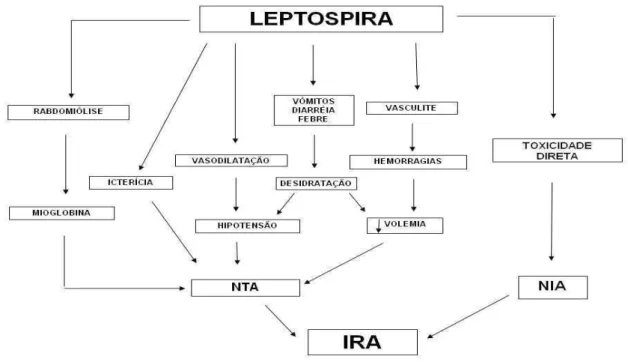 Figura 1.   Fisiopatologia da lesão renal aguda na leptospirose. 