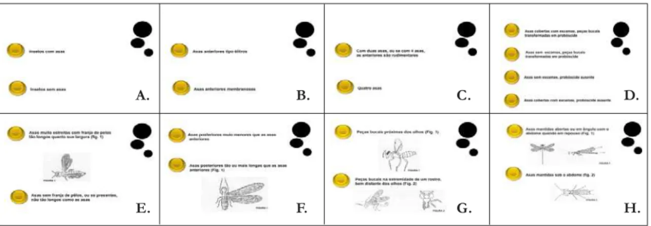 Figura 5.  Layouts da chave de identificação, segunda fase, do exemplar de número 22