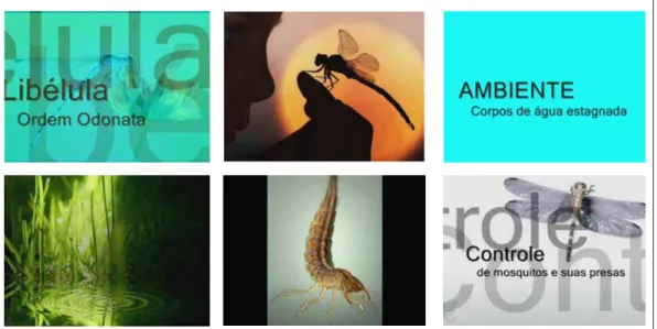 Figura 6.  Imagens do vídeo (segunda fase) que apresenta aspectos biológicos e ecológicos do exemplar 22  (libélula), e, abaixo, transcrição da narração do vídeo.