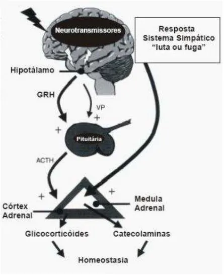 Figura 1  –  Efeito do estresse sobre o eixo hipotálamo-hipófise-adrenal. 