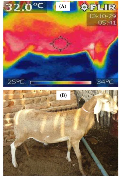 Figura 6 – (A) Imagem termográfica do corpo de um dos ovinos utilizado no experimento