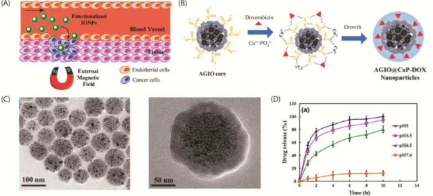 Figure  4  -  (A)  Schematic representation  of  magnetic  drug  delivery  system  acting  at  cancer infected  tissue