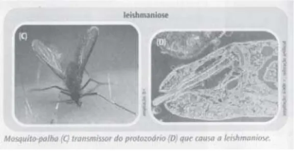 Figura 1.  Ilustração de vetor e protozoário (partido) das leishmanioses, sem fonte e nomes científicos.