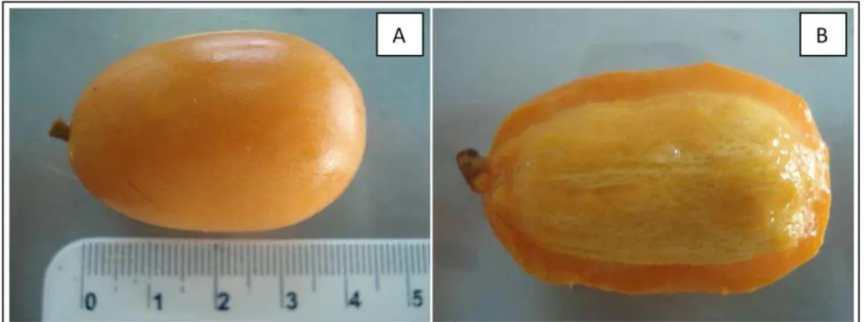 Figura 1  –  Fruto da cajazeira (A) e fruto em corte transversal (B). 