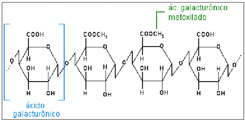 Figura 4  –  Estrutura molecular da pectina. 