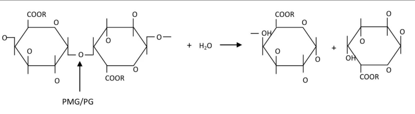 Figura 6  –  Modo de ação da poligalacturonase. 