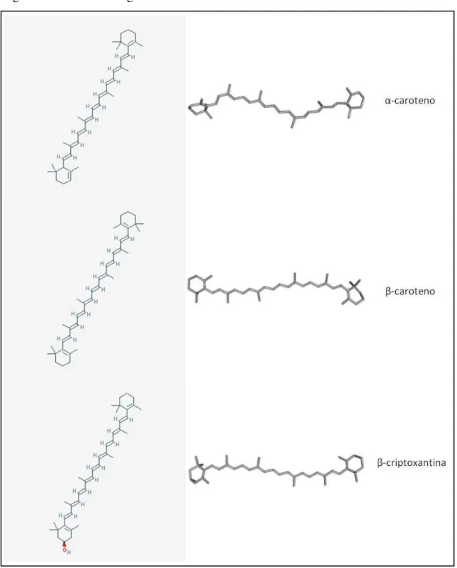 Figura 2 -  Estrutura de alguns carotenoides. 