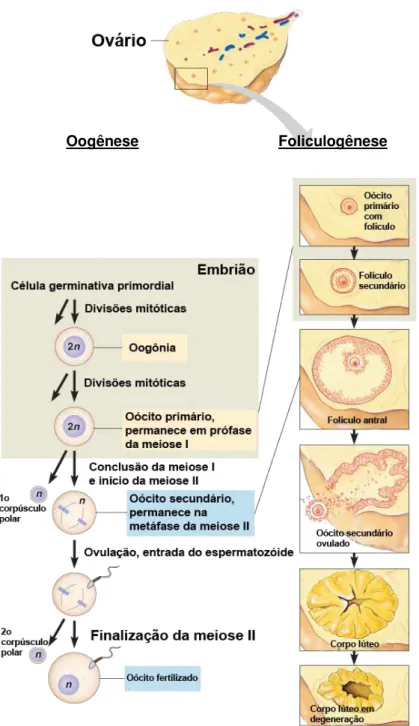 Figura  1.  Oogênese  e  foliculogênese.  Representação  esquemática  da  oogênese  e  foliculogênese em fêmeas mamíferas