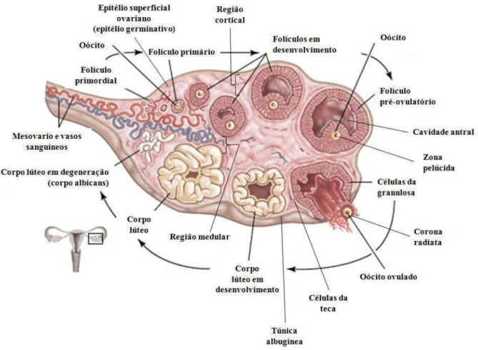 Figura  3. Esquema ilustrando  o  ovário mamífero  com  suas  principais  estruturas.  (Adaptado  de   &lt;http://www.britannica.com/EBchecked/media/99761/The-steps-of-ovulation-beginning-with-a-dormant-primordial-follicle&gt;.) 