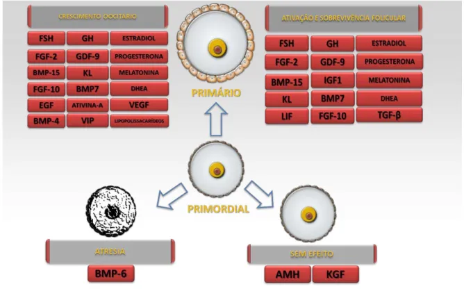 Figura  4.  Fatores  que  controlam  a  ativação,  sobrevivência  e  o  crescimento  de  folículos  primordiais testados no cultivo folicular  in vitro 