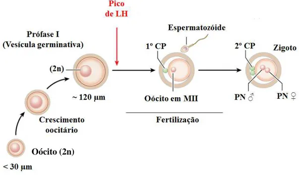 Figura 6. Representação esquemática do desenvolvimento oocitário em ovário de mamíferos