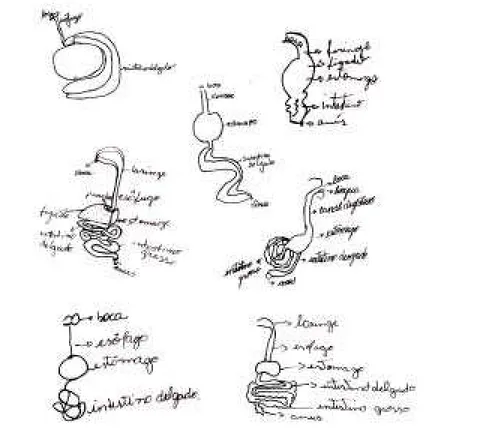 Figura 1. Desenhos de tubos digestivos feitos por alunos do Ensino Fundamental e Médio de escolas