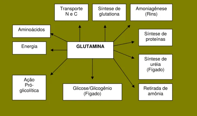 FIGURA 2 - Principais interações da glutamina no organismo 