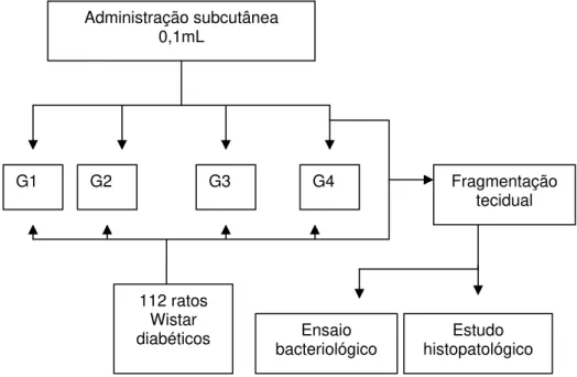FIGURA 5 – Desenho do estudo in vivo utilizado para avaliação da atividade antibacteriana e  anti-inflamatória dos óleos essenciais.