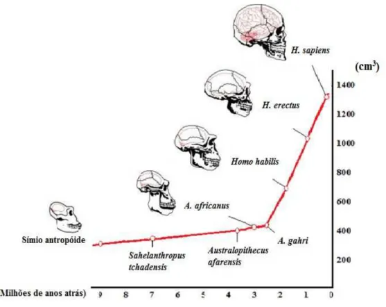 Gráfico 1 – A relação entre trabalho e aumento do tamanho do cérebro  