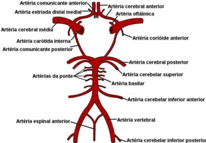 Figura  1.  Esquema  mostrando  as  artérias  cerebrais  anteriores  e  posteriores,  artérias  comunicantes  anteriores e posteriores e a carótida interna que formam o polígono de Willis