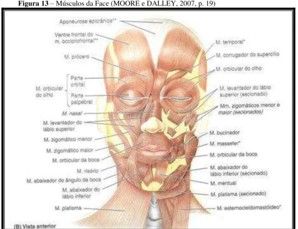 Figura 13 – Músculos da Face (MOORE e DALLEY, 2007, p. 19) 