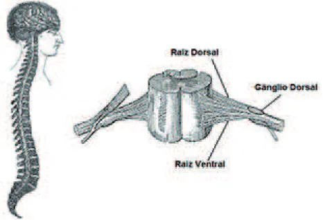 Figura 1 - Canal vertebral e medula espinhal mostrando os detalhes das raízes ventral e dorsal