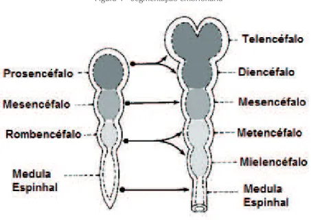 Figura 4 - Segmentação embrionária