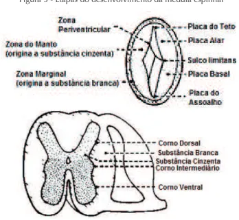 Figura 5 - Etapas do desenvolvimento da medula espinhal