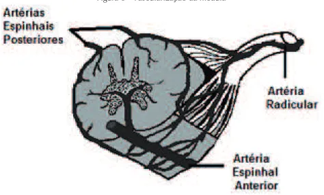 Figura 8 - Vascularização da medula
