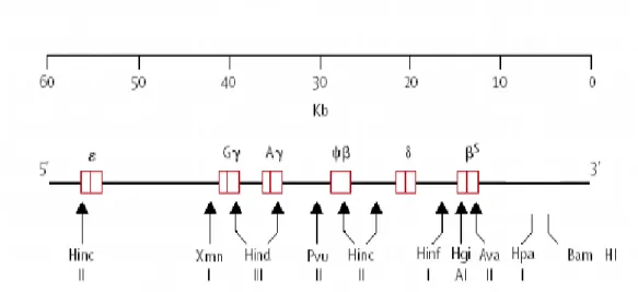 Figura  7-  Sequência  de  polimorfismos  genéticos  localizados  no  cromossomo  11,  com  o  padrão  de  clivagem para diferentes endonucleases de restrição