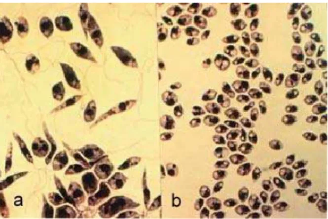 FIGURA  2 - Formas de apresentação da Leishmania sp. a) Promastigota; b) Amastigota.