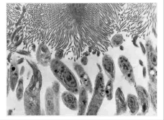 FIGURA 7 -  Promastigotas aderidas a superficies das microvilosidades do intestino médio de  Flebotomineos