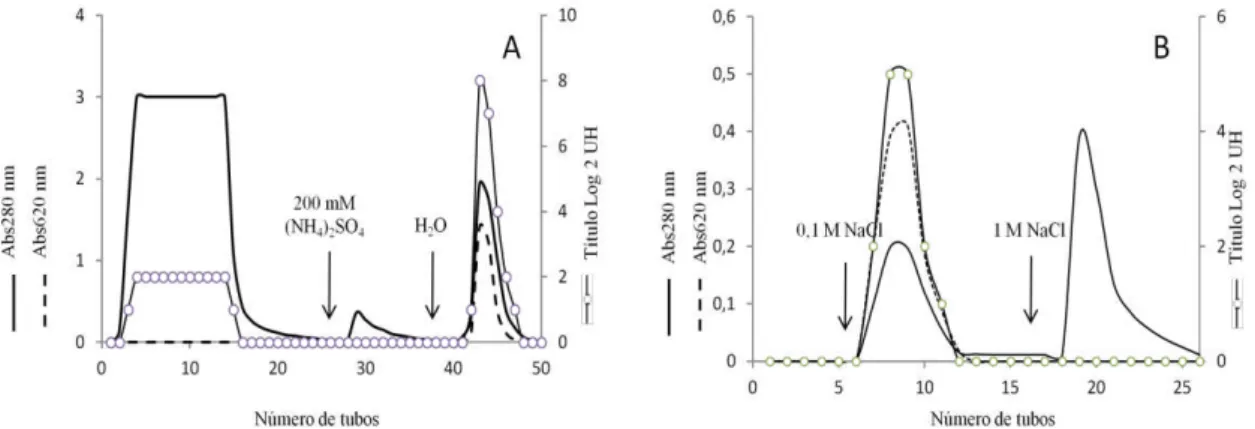 Figura 15 - Cromatografias de interação hidrofóbica em fenil-Sepharose e troca iônica
