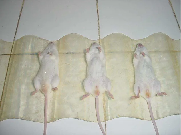 FIGURA 8: Teste do Tempo de Sono induzido por Pentobarbital Sódico. A figura  mostra os animais posicionados em decúbito dorsal separados em seus  respectivos  grupos  e  colocados  nas  depressões  de  telhas  de  fibras  de  vidro, no período de sono