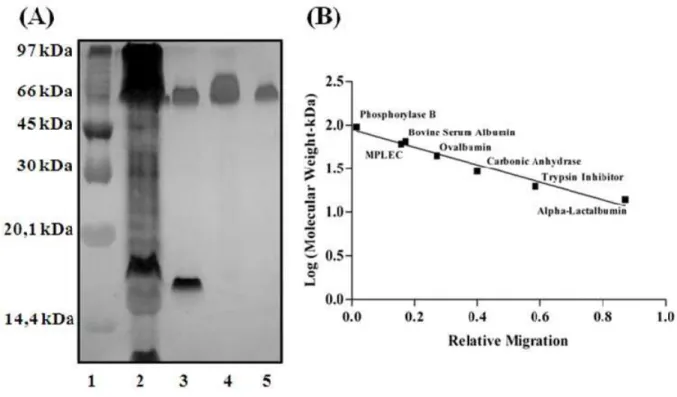 Figure 2. (A) PAGE (Well 1) Molecular mass patterns (top to bottom): Phosphorilase B (97.0 kDa), bovine serum  albumin (66.0 kDa), ovalbumin (45.0 kDa), carbonic anhydrase (30.0 kDa), trypsin inhibitor (20.1 kDa) and  alpha-lactalbumin (14.4 kDa)