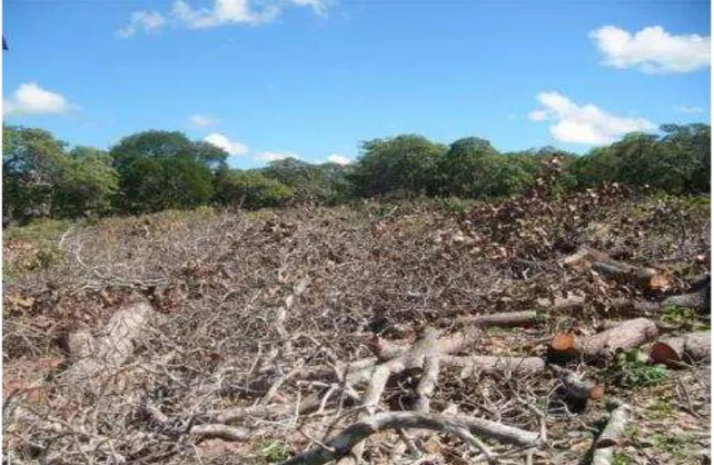 Figura 1  –  Desmatamento da área experimental, sítio Paraguai. Cruz, Ceará, 2010. 