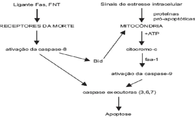 Figura 1 – Indução da apoptose pela via receptores da morte e por disfunção mitocondrial