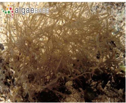 Figura 4  –  Alga marinha vermelha Hypnea musciformis (Wulfen) Lamouroux. 