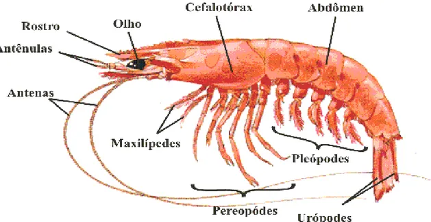 Figura 1 – Vista lateral representativa da anatomia externa do camarão  peneídeo. Esquema representativo indicando as principais partes do camarão  peneídeo: antenas, antênulas, rostro, olho, carapaça, cefalotórax, abdômen,  urópodes, pleópodos, pereópodos