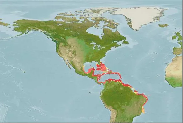 Figura 2 – Distribuição geográfica do F. subtilis (Fonte: SEALIFEBASE, 2009) 